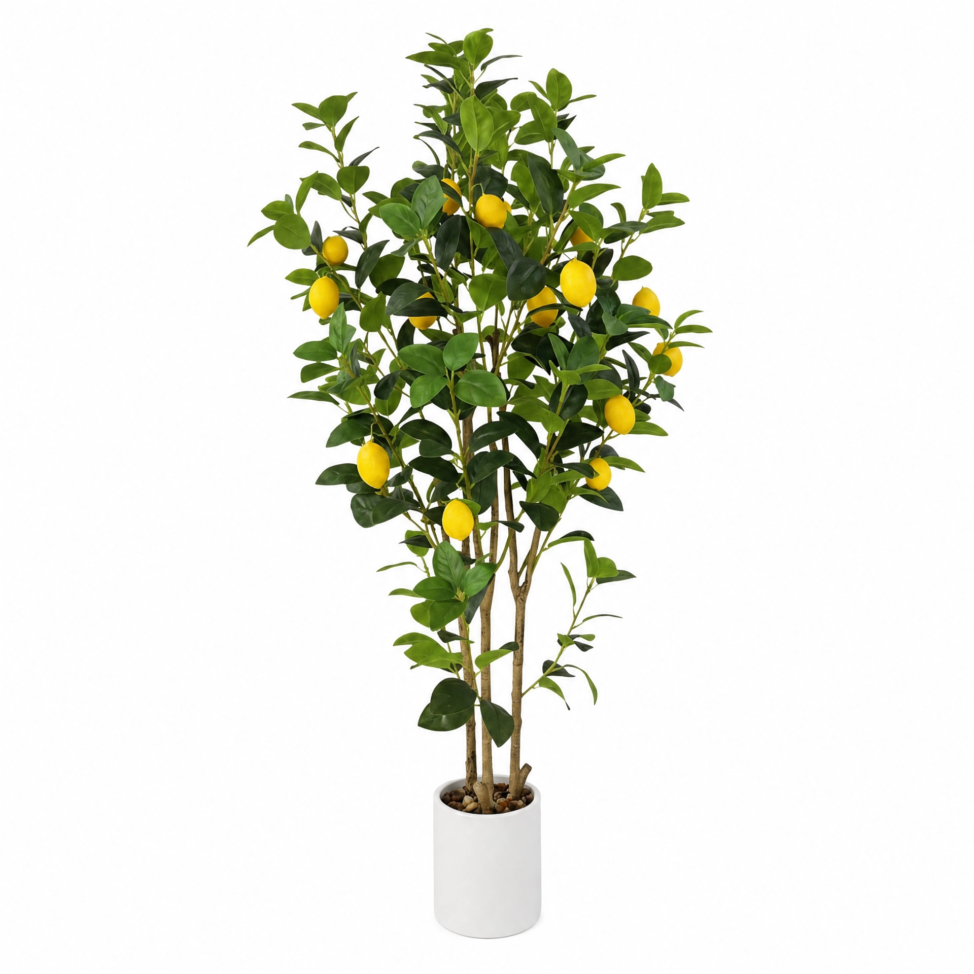 Grande plante verte avec citron
