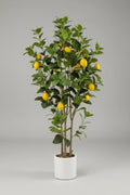 Grande plante verte avec citron