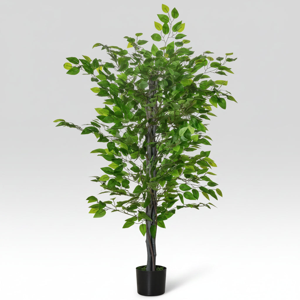 Plante maison uni vert et noir