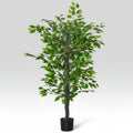 Plante maison uni vert et noir