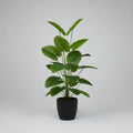 Plante exotique intérieur uni vert et noir