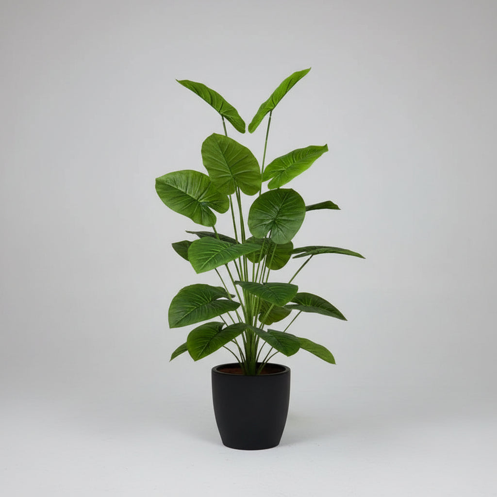 Plante exotique intérieur uni vert et noir